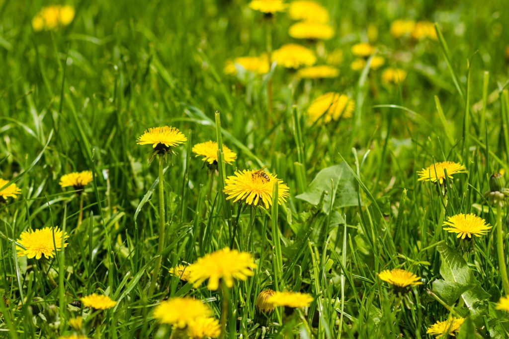 Can You Eat Dandelions? Benefits Root to Fluff Countryside